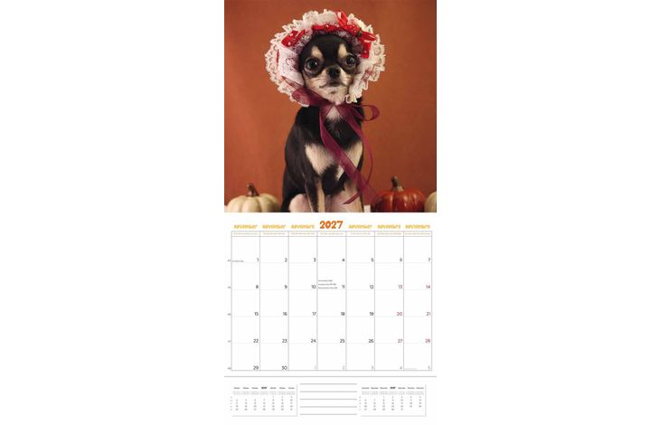 Plenty Gifts Kalender 27 Chihuahuas Studio pg