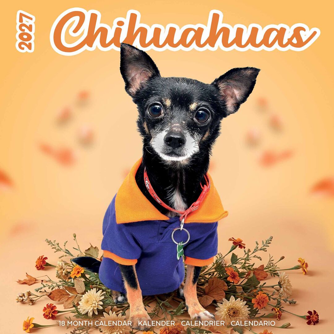 Plenty Gifts Kalender 27 Chihuahuas Studio pg