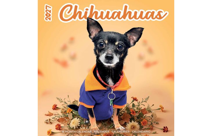 Plenty Gifts Kalender 27 Chihuahuas Studio pg