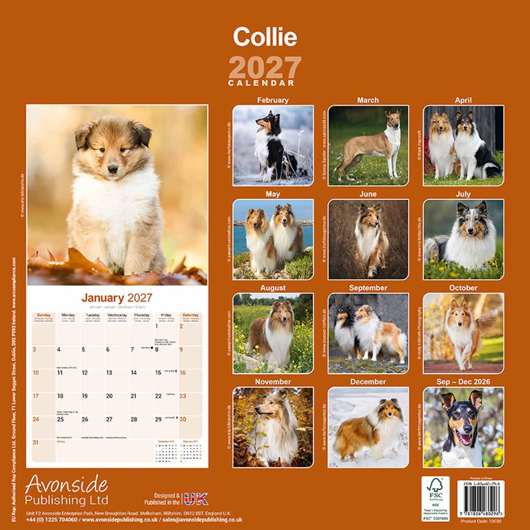Avonside Kalender 27 Collies as