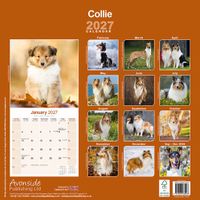 Avonside Kalender 27 Collies as