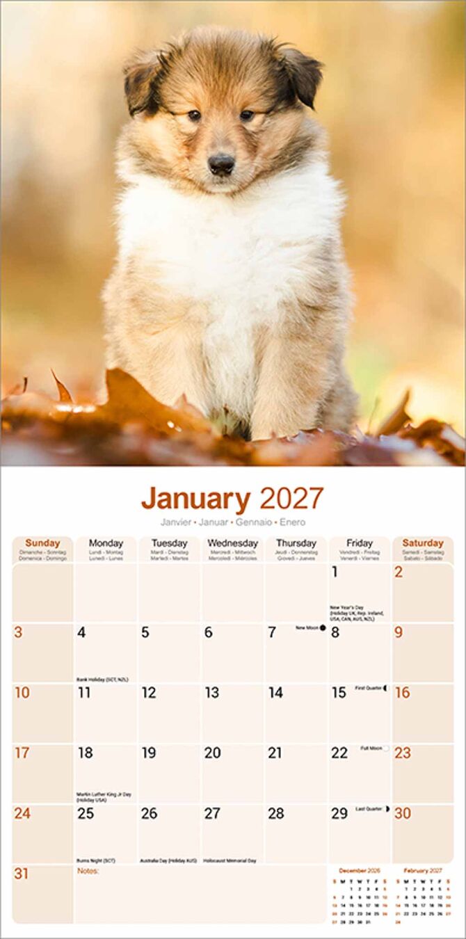 Avonside Kalender 27 Collies as