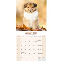 Avonside Kalender 27 Collies as