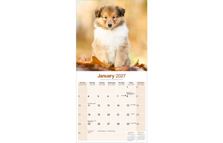 Avonside Kalender 27 Collies as