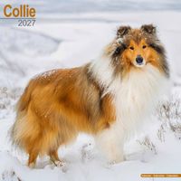Avonside Kalender 27 Collies as