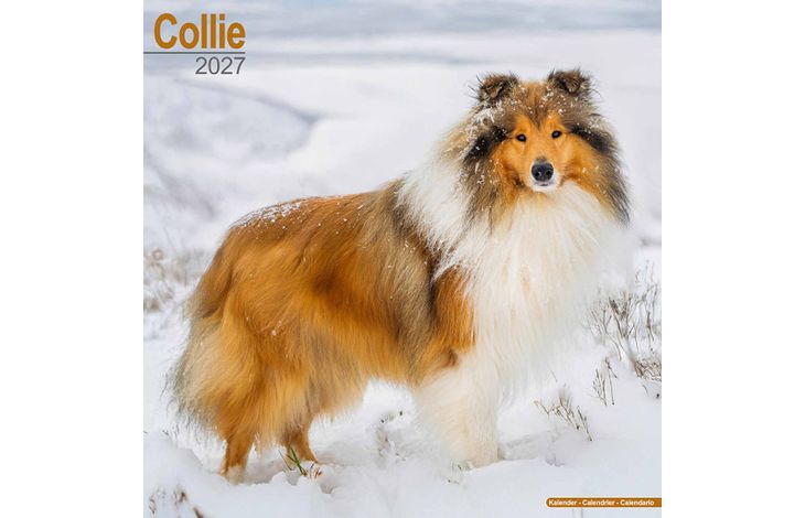 Avonside Kalender 27 Collies as
