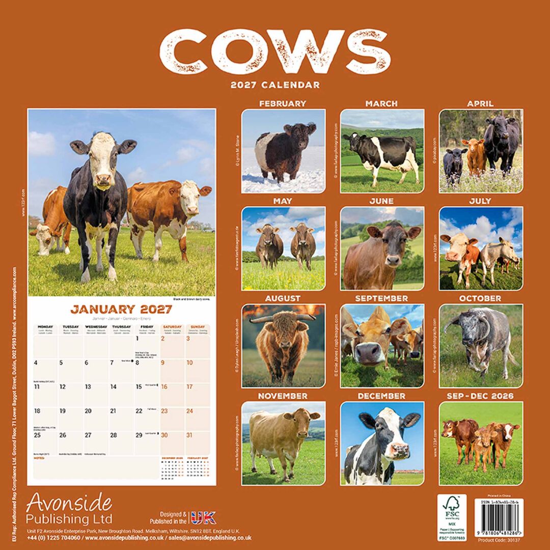 Avonside Kalender 27 Cows as