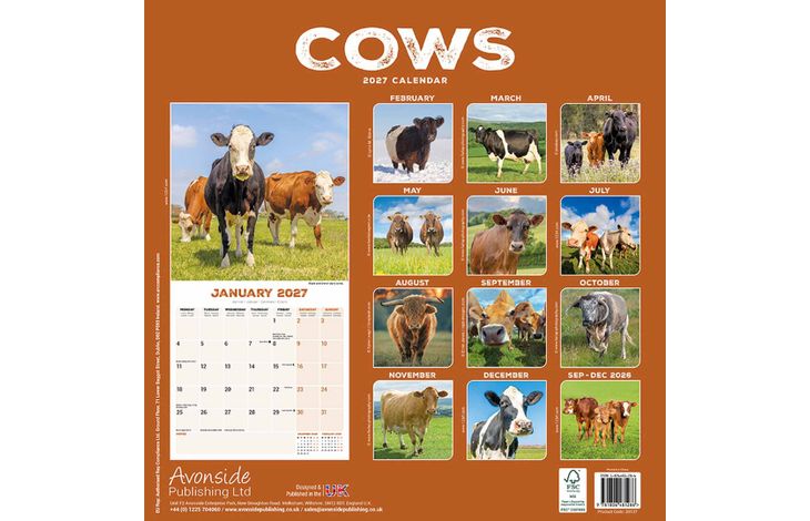 Avonside Kalender 27 Cows as