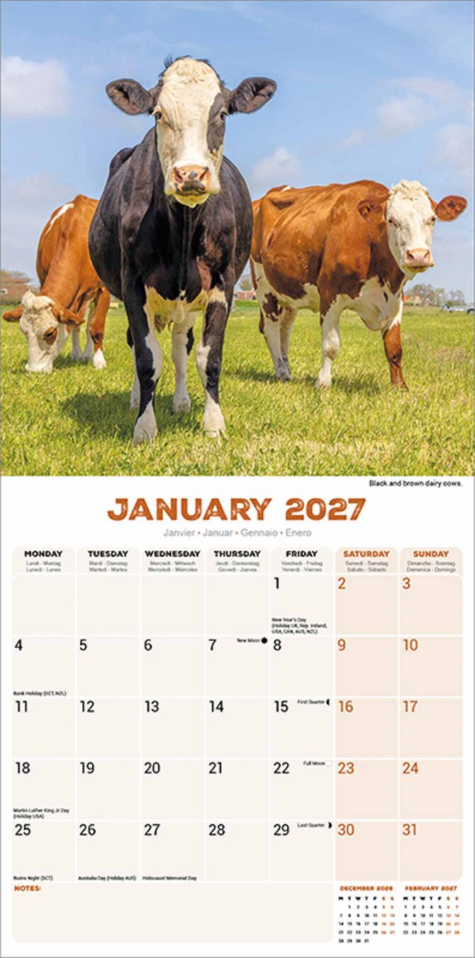 Avonside Kalender 27 Cows as