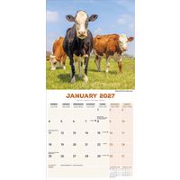 Avonside Kalender 27 Cows as
