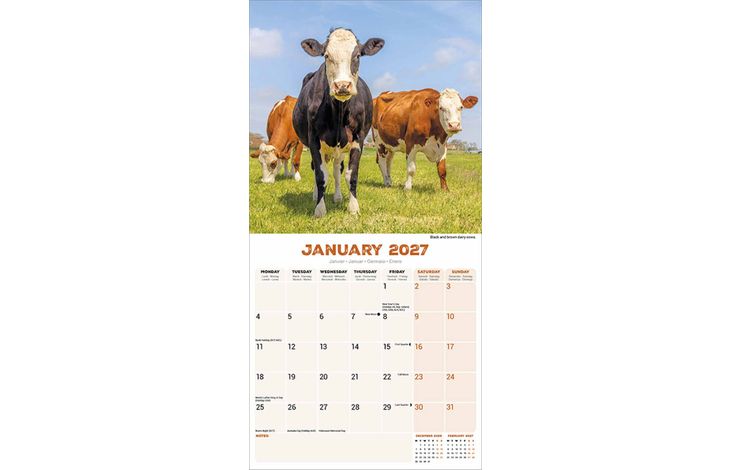Avonside Kalender 27 Cows as
