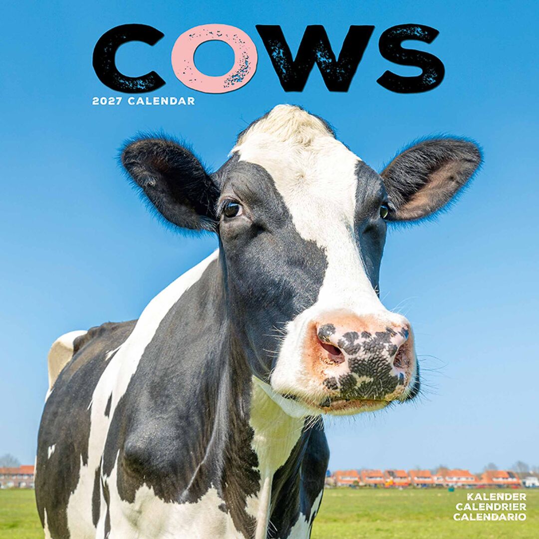 Avonside Kalender 27 Cows as