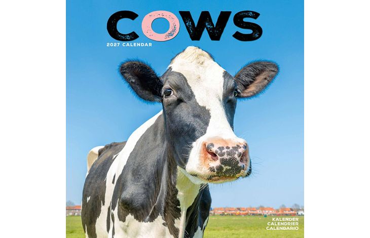 Avonside Kalender 27 Cows as