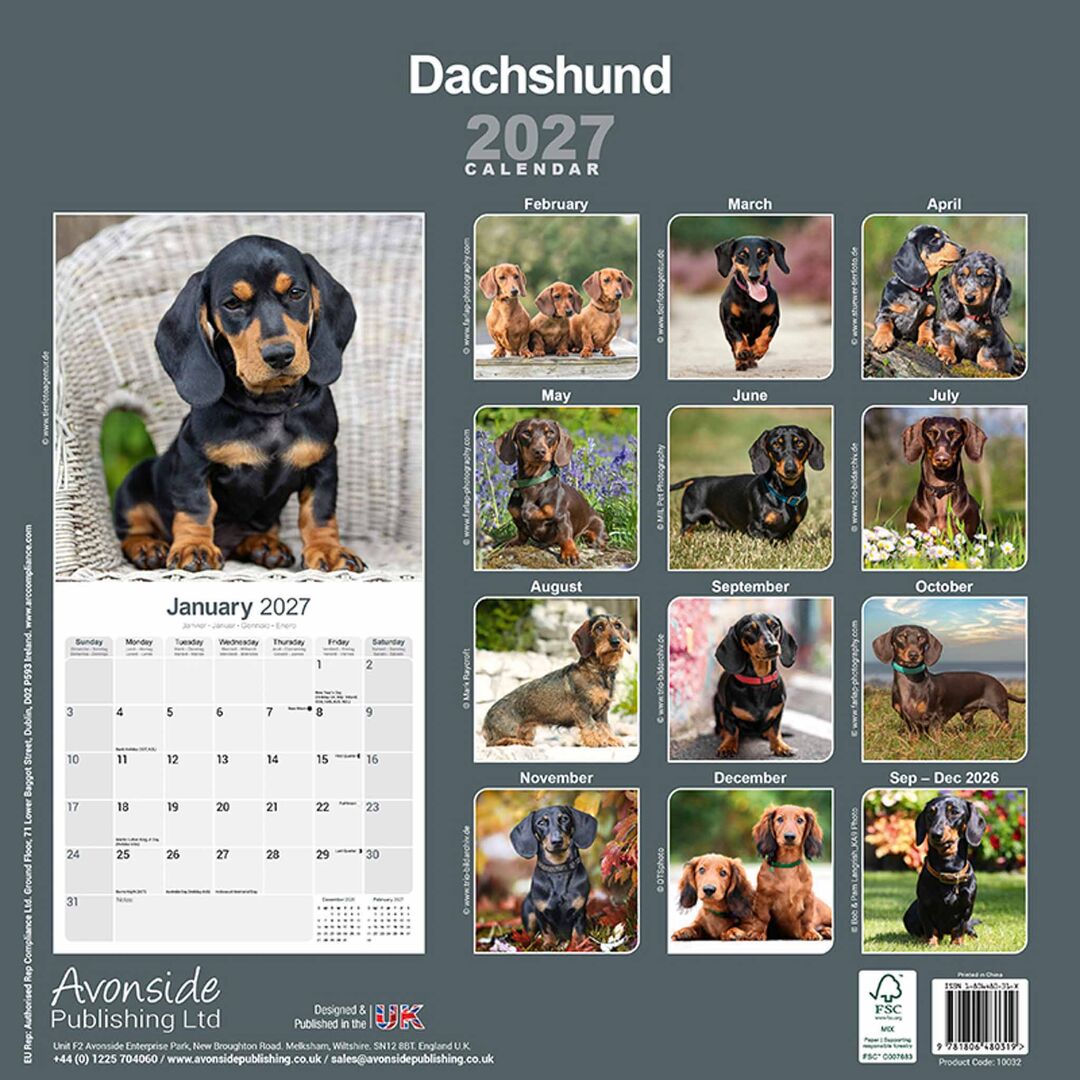 Avonside Kalender 27 Dachshunds as