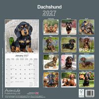 Avonside Kalender 27 Dachshunds as