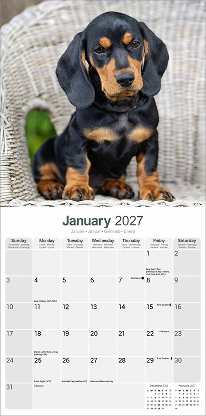 Avonside Kalender 27 Dachshunds as