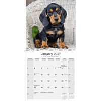 Avonside Kalender 27 Dachshunds as