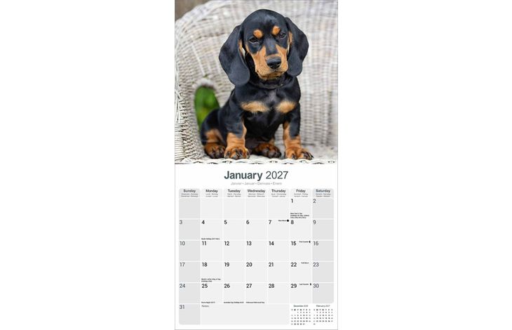 Avonside Kalender 27 Dachshunds as