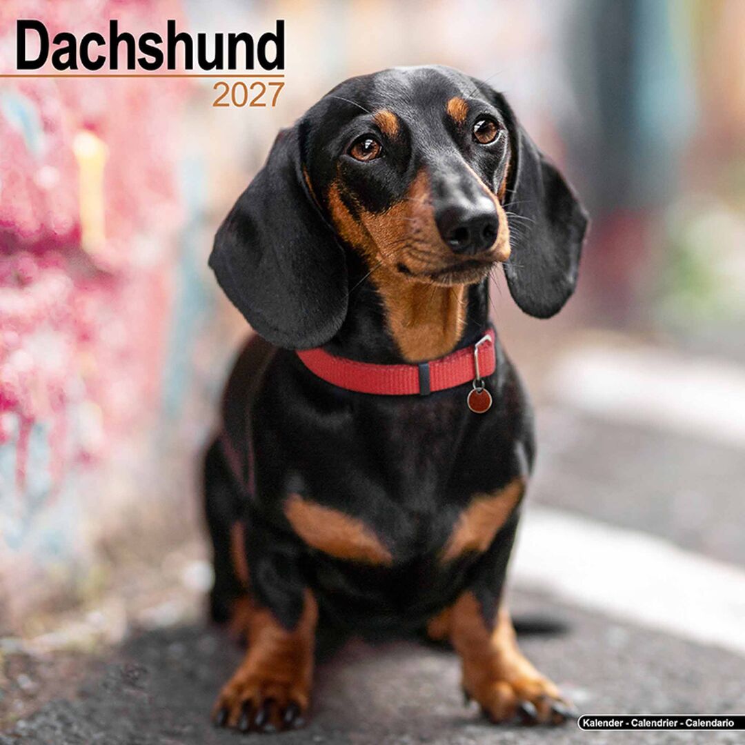 Avonside Kalender 27 Dachshunds as