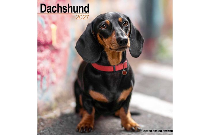 Avonside Kalender 27 Dachshunds as