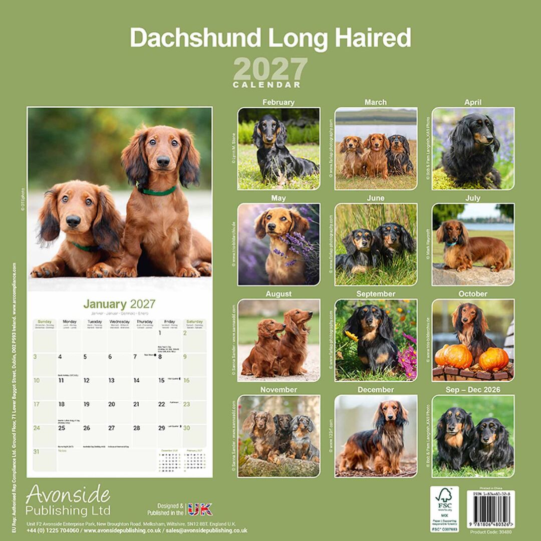 Avonside Kalender 27 Dachshunds Long as