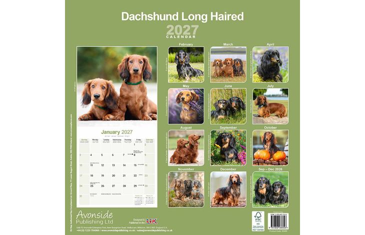 Avonside Kalender 27 Dachshunds Long as