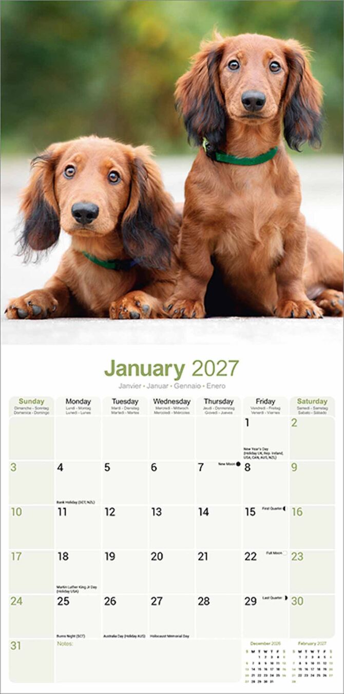 Avonside Kalender 27 Dachshunds Long as