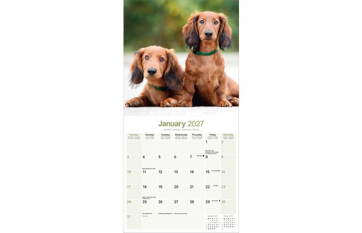 Avonside Kalender 27 Dachshunds Long as
