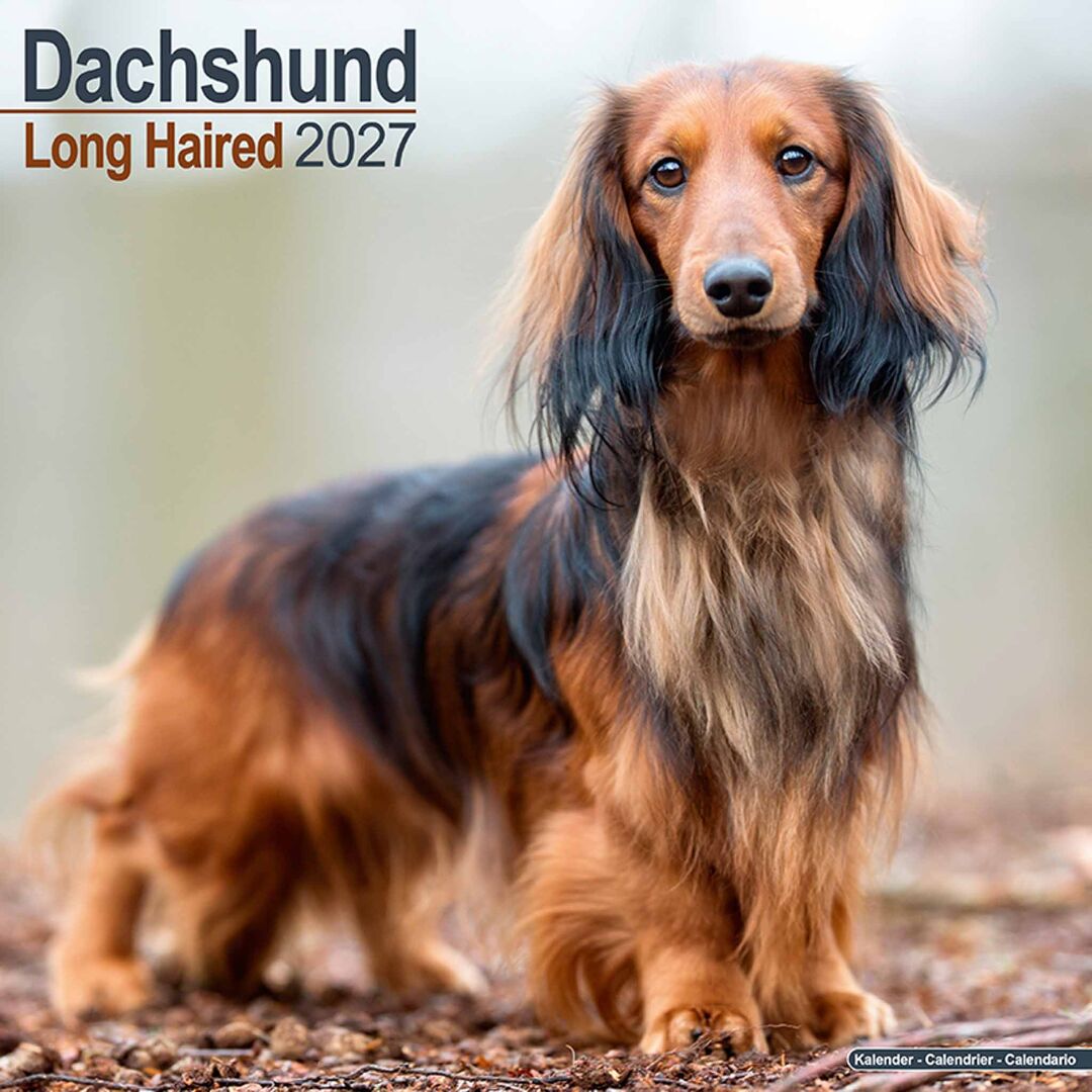 Avonside Kalender 27 Dachshunds Long as