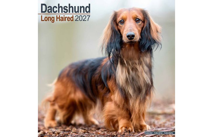 Avonside Kalender 27 Dachshunds Long as