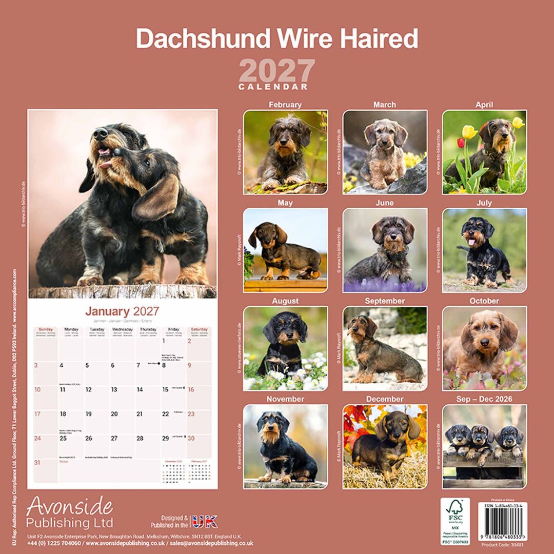 Avonside Kalender 27 Dachshunds Wire as