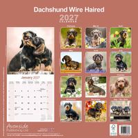 Avonside Kalender 27 Dachshunds Wire as