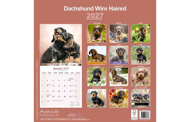 Avonside Kalender 27 Dachshunds Wire as