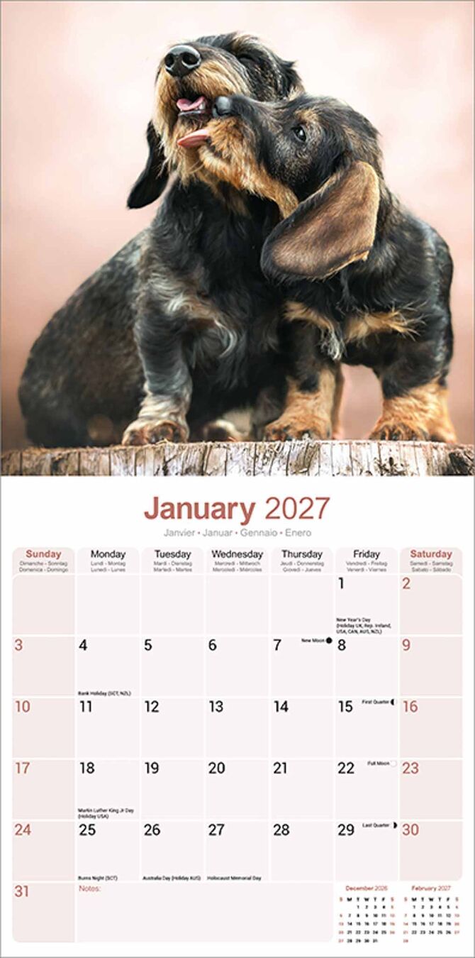 Avonside Kalender 27 Dachshunds Wire as