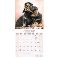 Avonside Kalender 27 Dachshunds Wire as