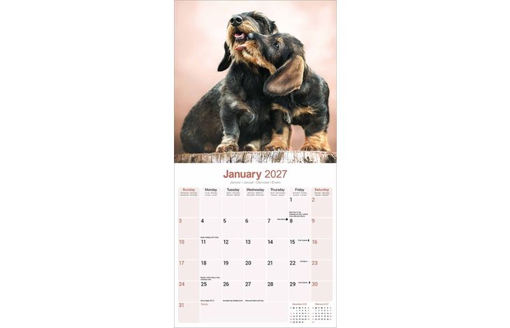 Avonside Kalender 27 Dachshunds Wire as