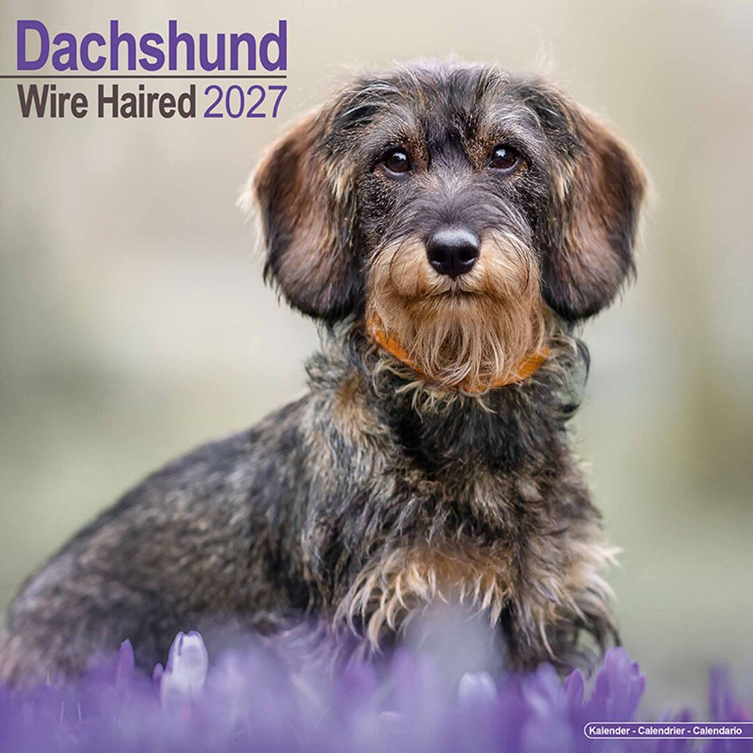 Avonside Kalender 27 Dachshunds Wire as