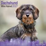 Kalender 27 Dachshunds Wire as