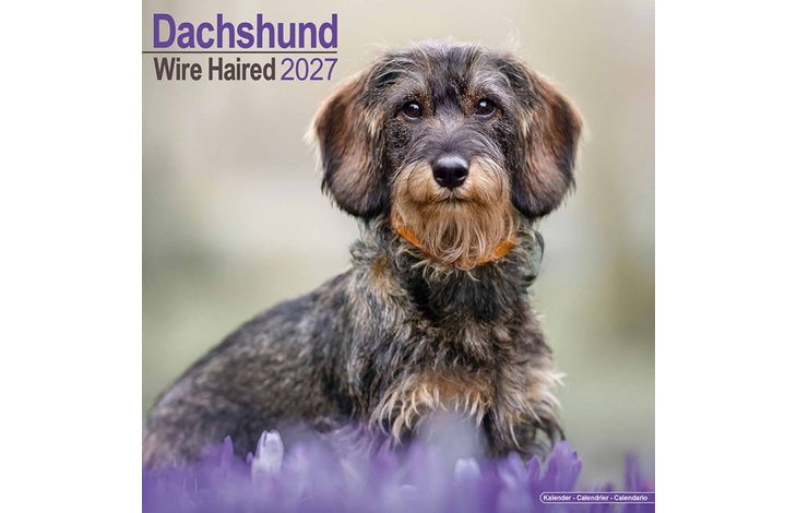 Avonside Kalender 27 Dachshunds Wire as
