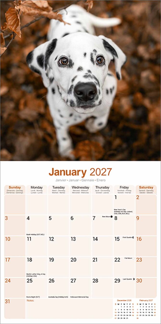 Avonside Kalender 27 Dalmatians as