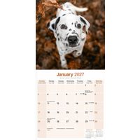 Avonside Kalender 27 Dalmatians as