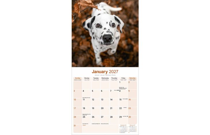 Avonside Kalender 27 Dalmatians as