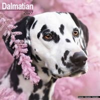 Avonside Kalender 27 Dalmatians as