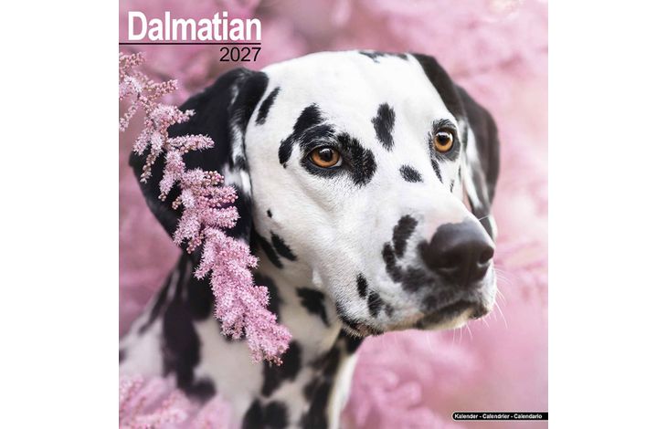 Avonside Kalender 27 Dalmatians as