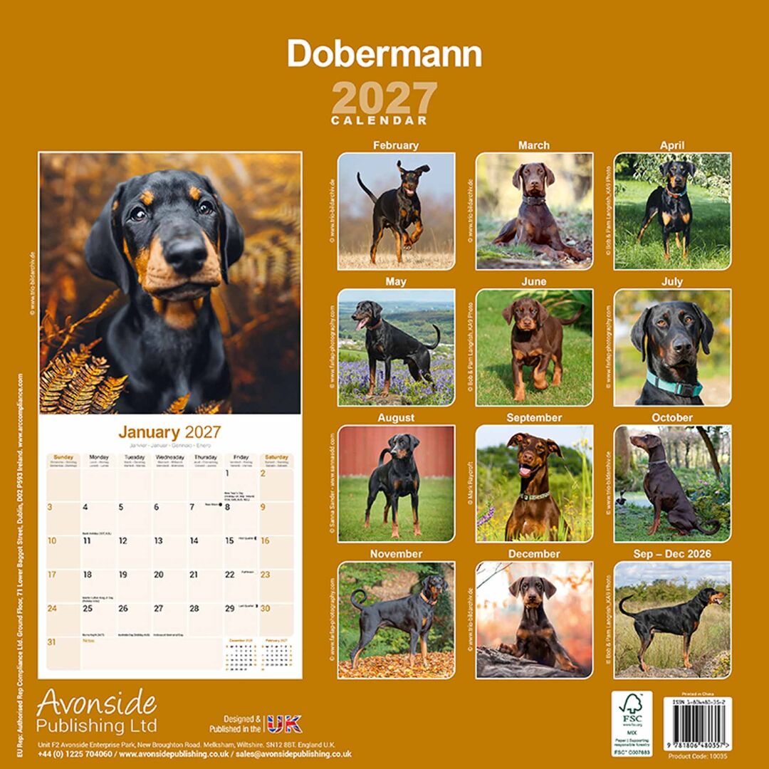 Avonside Kalender 27 Dobermans as