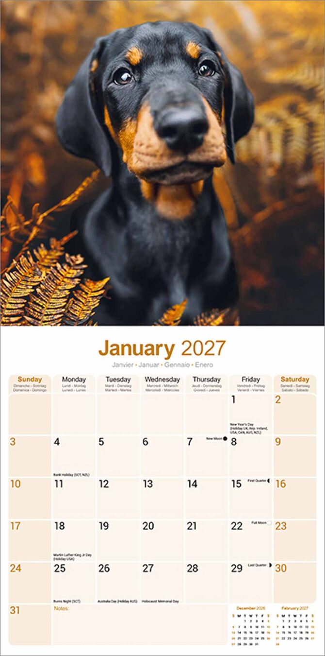 Avonside Kalender 27 Dobermans as