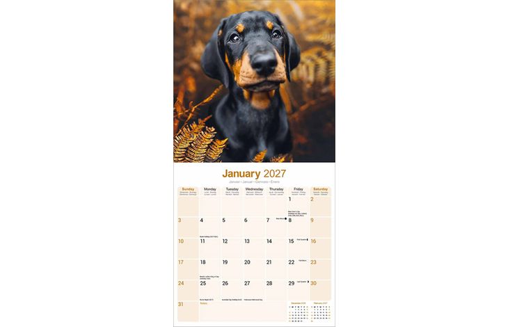 Avonside Kalender 27 Dobermans as