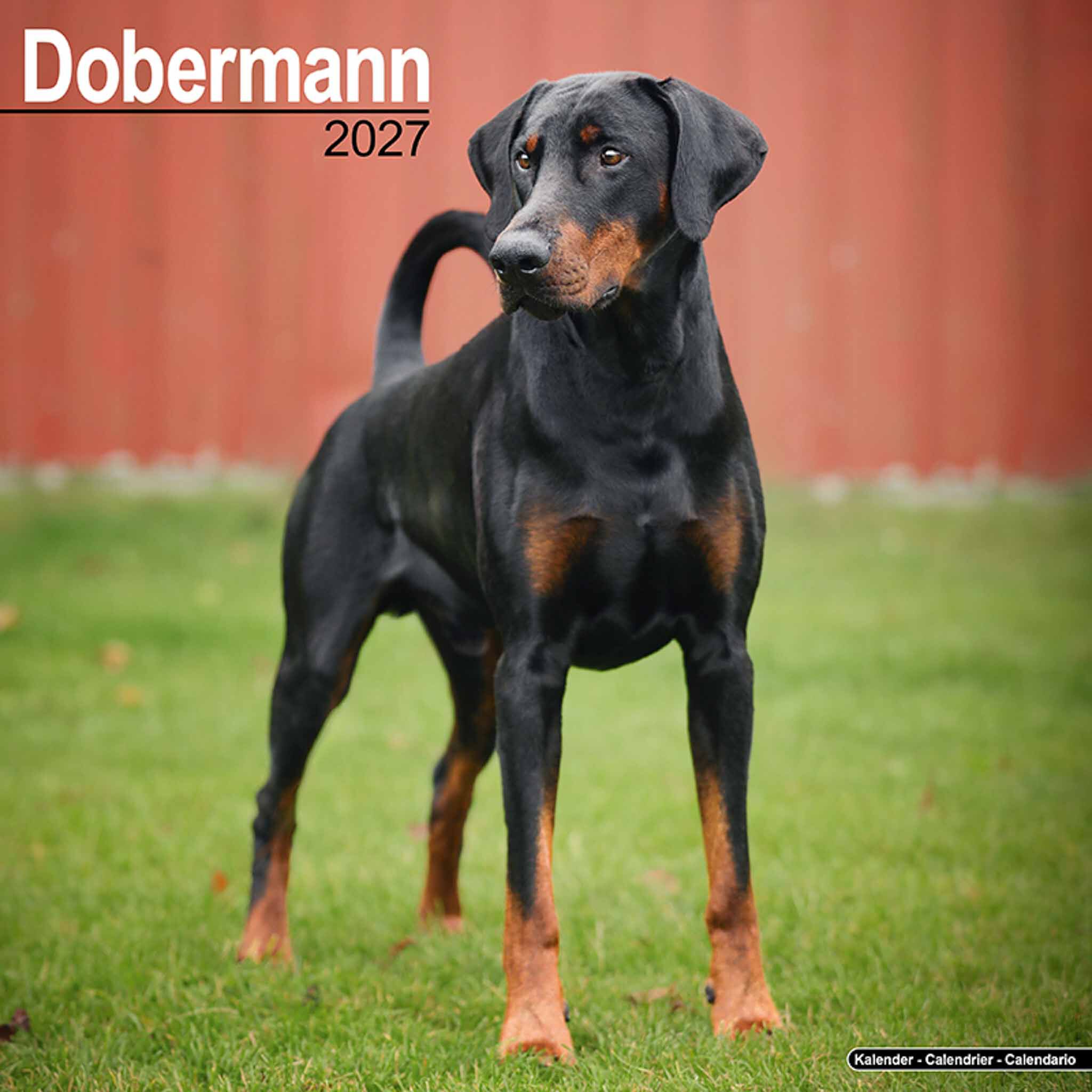 Avonside Kalender 27 Dobermans as