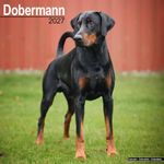 Kalender 27 Dobermans as
