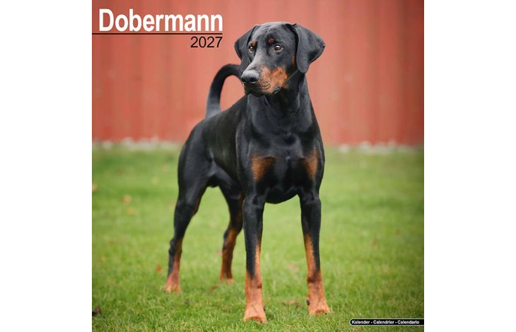 Avonside Kalender 27 Dobermans as